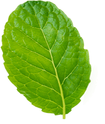leaf